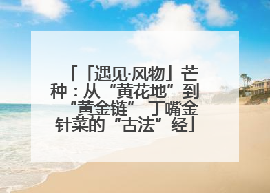 「遇见·风物」芒种：从“黄花地”到“黄金链” 丁嘴金针菜的“古法”经