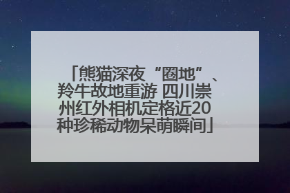 熊猫深夜“圈地”、羚牛故地重游 四川崇州红外相机定格近20种珍稀动物呆萌瞬间