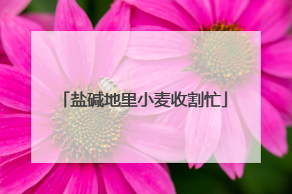 盐碱地里小麦收割忙
