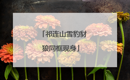 祁连山雪豹豺狼同框现身