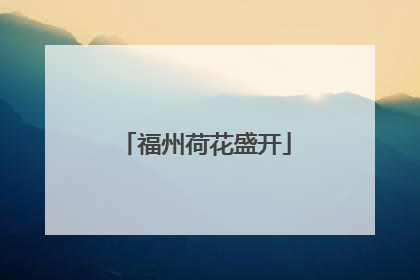 福州荷花盛开