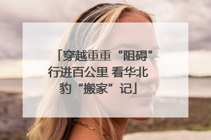 穿越重重“阻碍”行进百公里 看华北豹“搬家”记