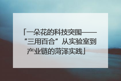一朵花的科技突围——“三用百合”从实验室到产业链的菏泽实践