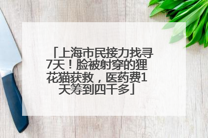 上海市民接力找寻7天！脸被射穿的狸花猫获救，医药费1天筹到四千多