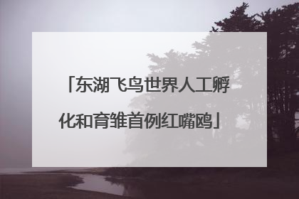 东湖飞鸟世界人工孵化和育雏首例红嘴鸥