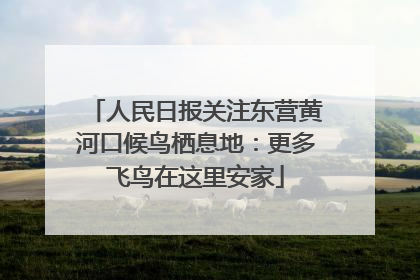人民日报关注东营黄河口候鸟栖息地：更多飞鸟在这里安家
