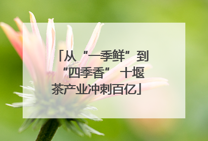 从“一季鲜”到“四季香” 十堰茶产业冲刺百亿