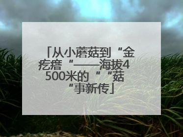 从小蘑菇到“金疙瘩“——海拔4500米的““菇“事新传