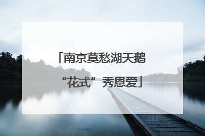 南京莫愁湖天鹅“花式”秀恩爱