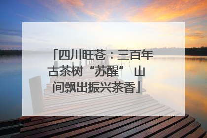 四川旺苍：三百年古茶树“苏醒” 山间飘出振兴茶香