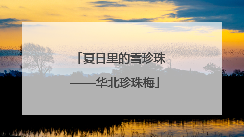 夏日里的雪珍珠——华北珍珠梅