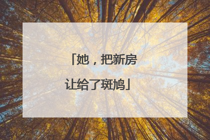 她，把新房让给了斑鸠
