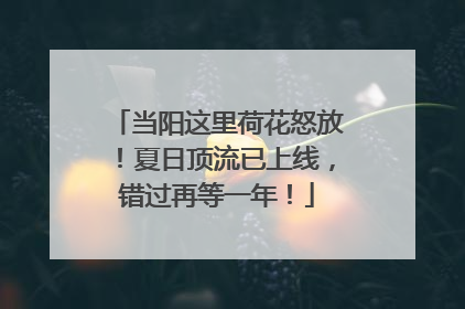 当阳这里荷花怒放！夏日顶流已上线，错过再等一年！