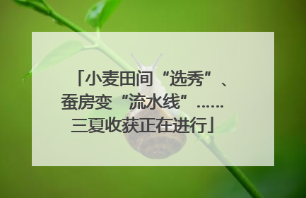 小麦田间“选秀”、蚕房变“流水线”……三夏收获正在进行