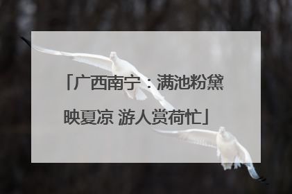 广西南宁：满池粉黛映夏凉 游人赏荷忙