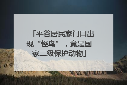平谷居民家门口出现“怪鸟”，竟是国家二级保护动物