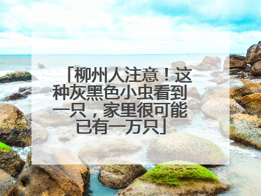 柳州人注意！这种灰黑色小虫看到一只，家里很可能已有一万只