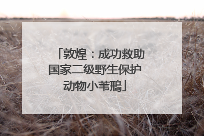 敦煌：成功救助国家二级野生保护动物小苇鳽