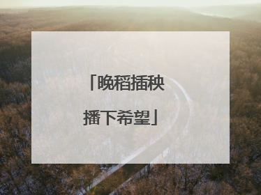 晚稻插秧 播下希望