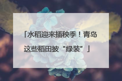 水稻迎来插秧季！青岛这些稻田披“绿装”
