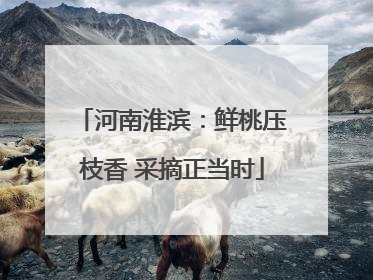 河南淮滨：鲜桃压枝香 采摘正当时