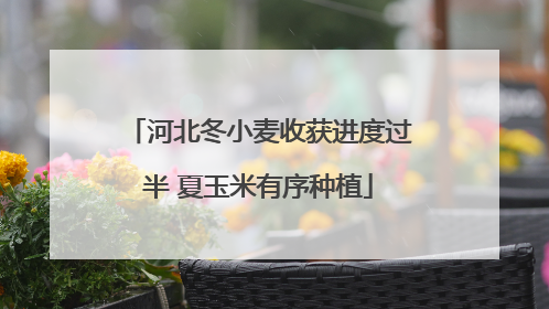 河北冬小麦收获进度过半 夏玉米有序种植