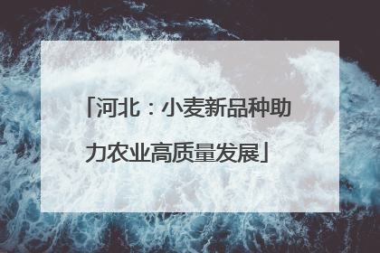 河北：小麦新品种助力农业高质量发展