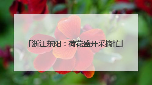 浙江东阳：荷花盛开采摘忙