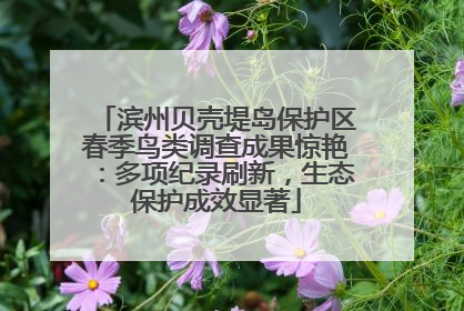 滨州贝壳堤岛保护区春季鸟类调查成果惊艳：多项纪录刷新，生态保护成效显著