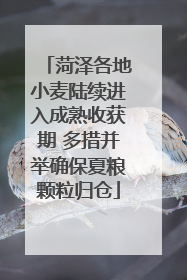 菏泽各地小麦陆续进入成熟收获期 多措并举确保夏粮颗粒归仓