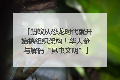 蚂蚁从恐龙时代就开始搞组织架构！华大参与解码“昆虫文明”