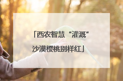 西农智慧“灌溉” 沙漠樱桃别样红