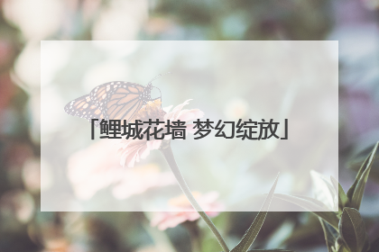 鲤城花墙 梦幻绽放