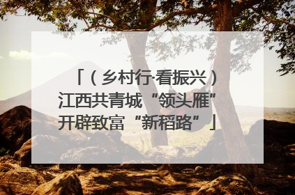 （乡村行·看振兴）江西共青城“领头雁”开辟致富“新稻路”