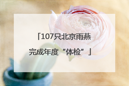 107只北京雨燕完成年度“体检”
