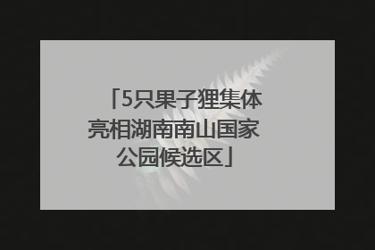 5只果子狸集体亮相湖南南山国家公园候选区